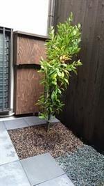 Appartement Kyotonijojo Shinsenennoyado *